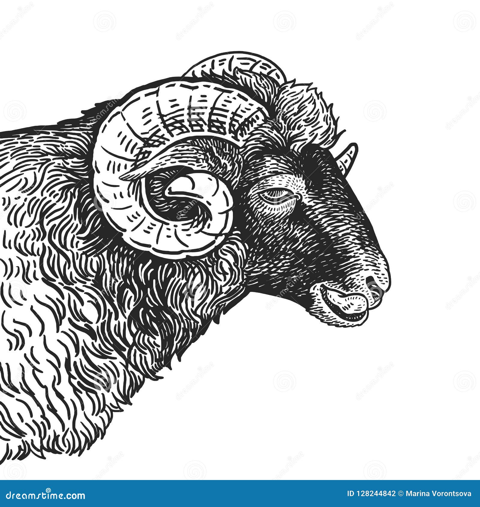 Realistic Portrait of Farm Animal Ram. Vintage Engraving. Black Stock Vector - Illustration of emotion, agricultural: 128244842 Realistic Portrait of Farm Animal Ram. Vintage Engraving. Black Stock Vector - Illustration of emotion, agricultural: 128244842