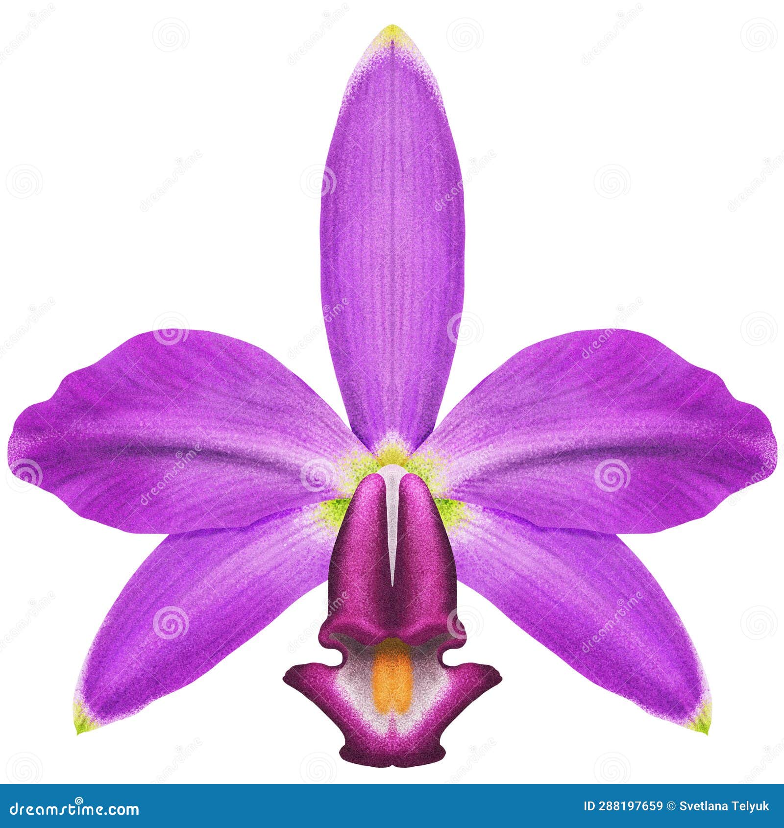 Cattleya Violacea Stock Illustrations – 2 Cattleya Violacea Stock ...