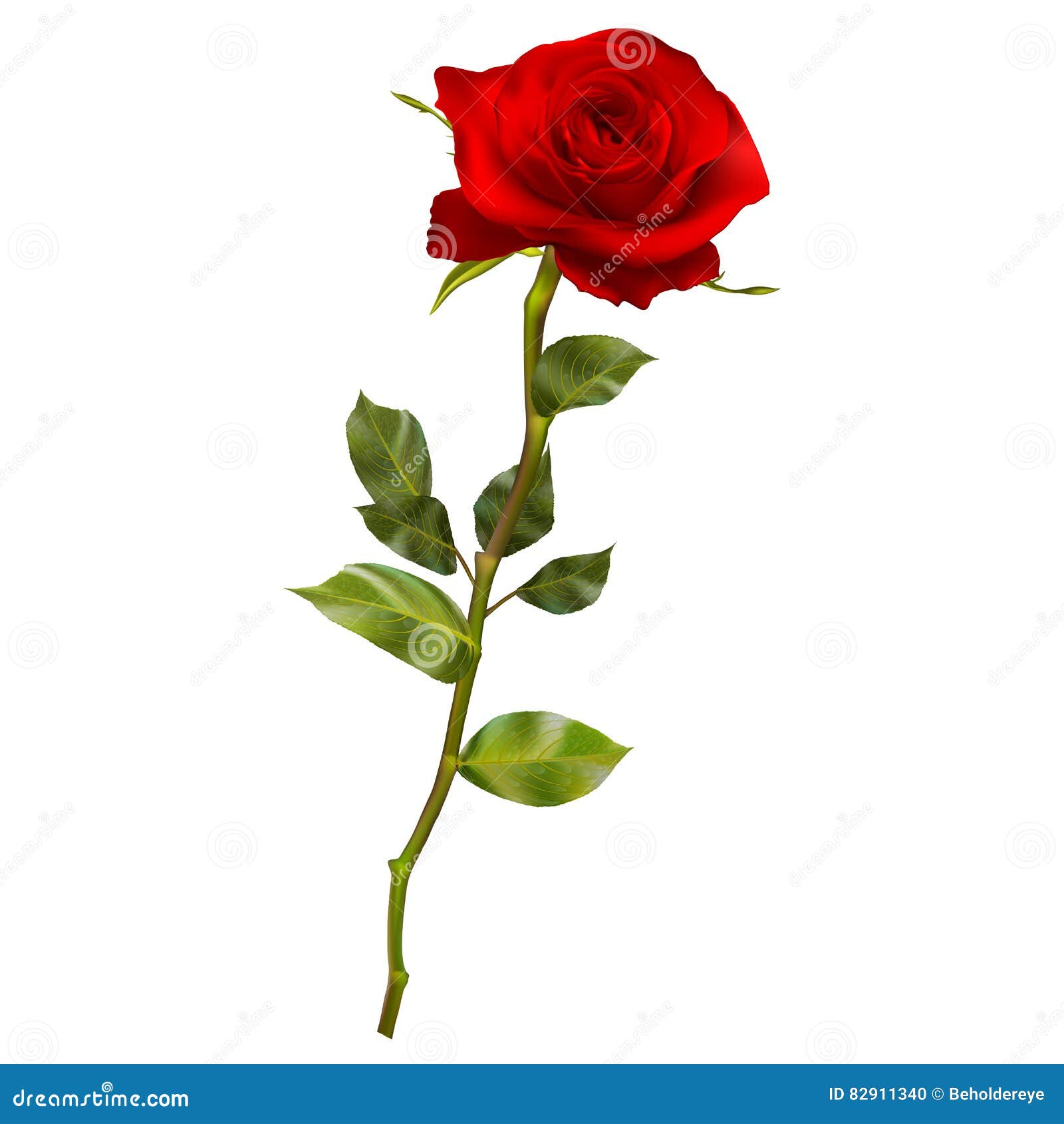 Realistic red rose. EPS 10 stock vector. Illustration of floral 82911340