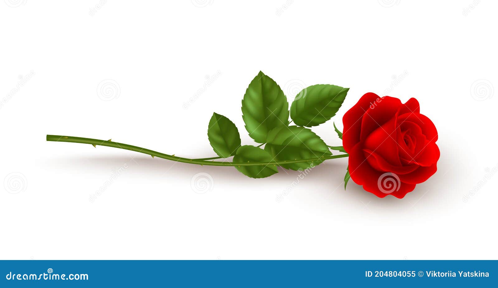 Single Red Rose Transparent Background Stock Illustrations – 178 ...