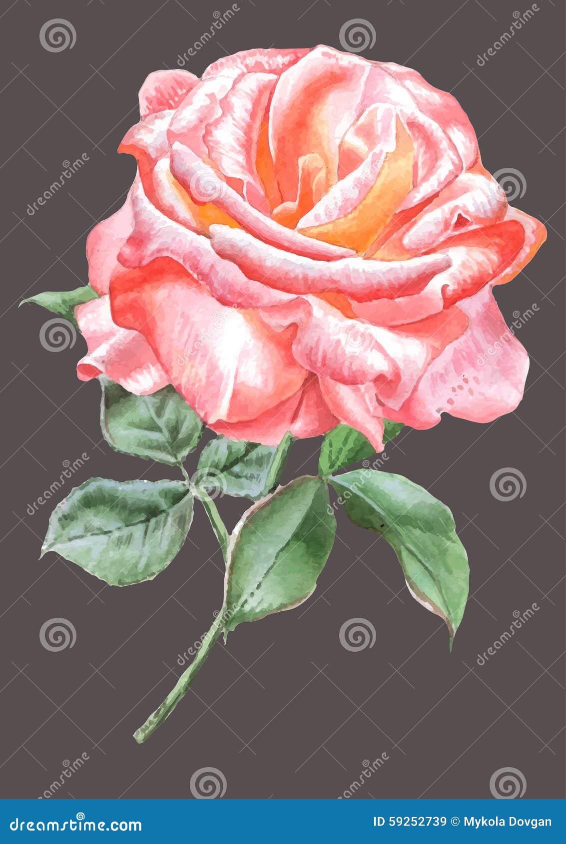 Realistic Red Rose. Watercolor. Stock Illustration - Illustration of ...
