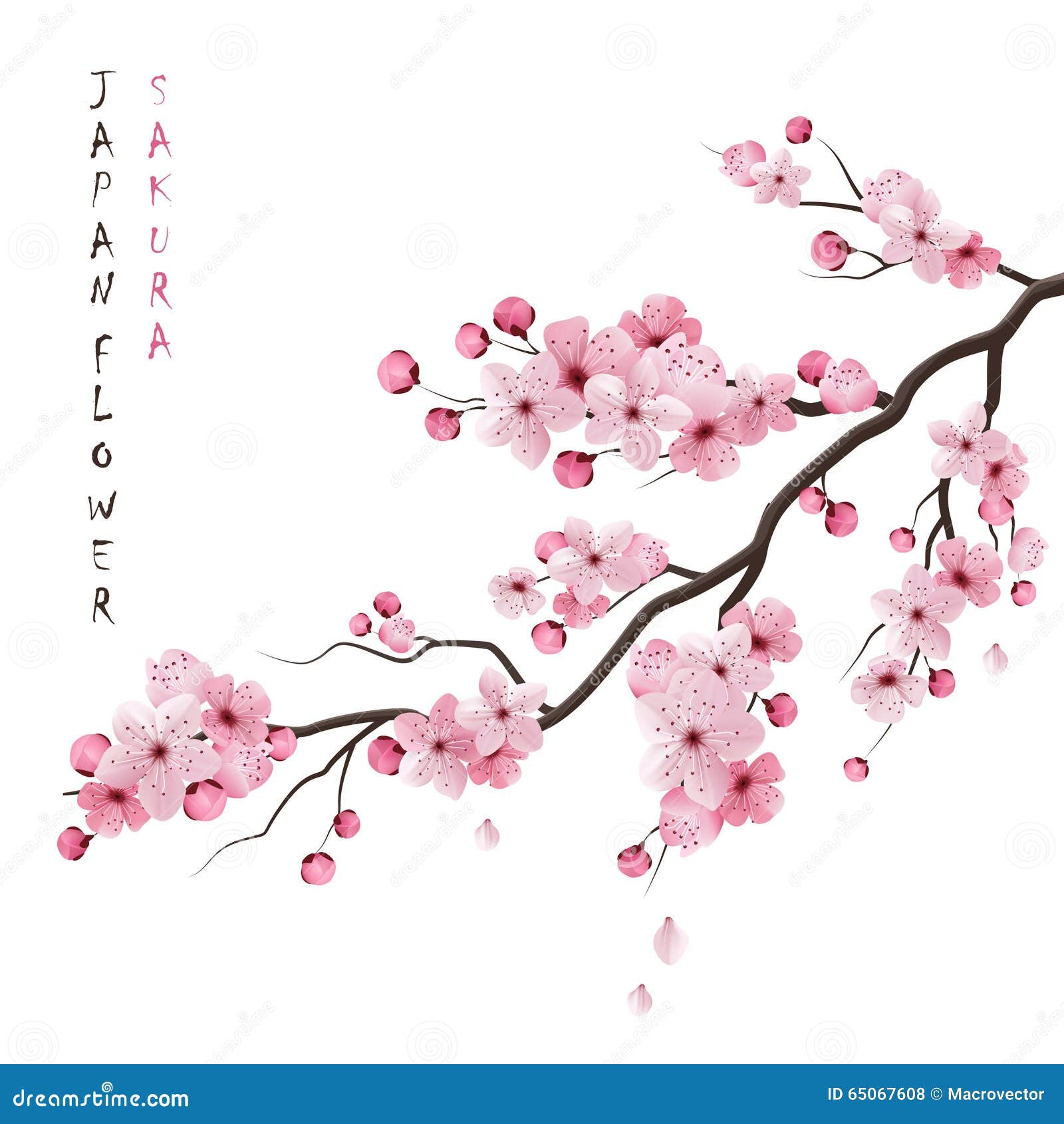 realistic sakura branch