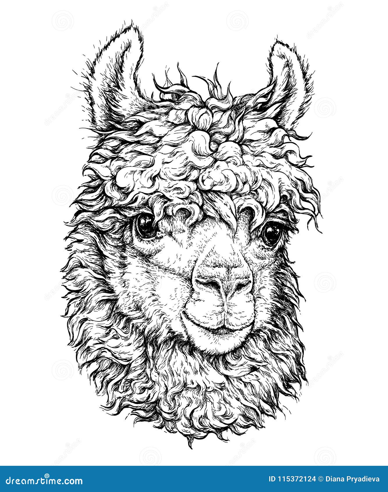 realistic sketch of lama alpaca, black and white drawing,  on white