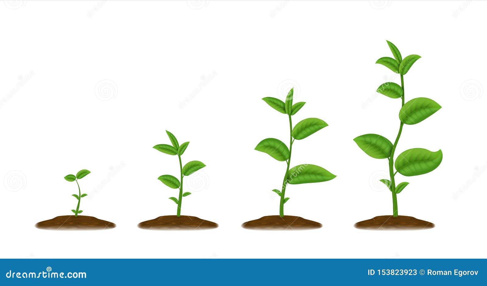 realistic sprouts. green plant stages of growth, agricultural plant seedling in ground.  young green been grow
