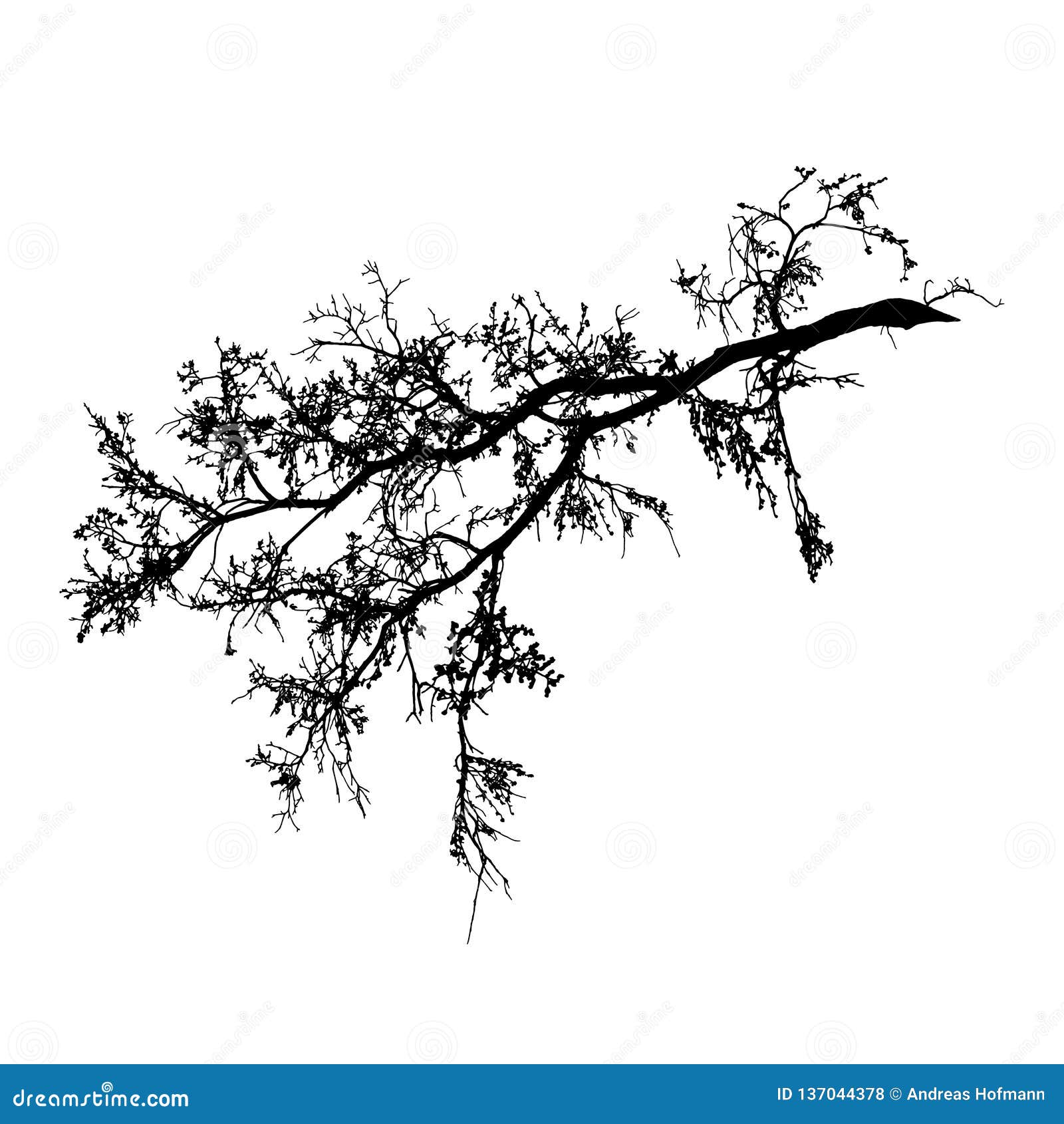 Realistic Tree Branches Silhouette On White Background Natural Branch On White Stock Illustration Illustration Of Black Autumn