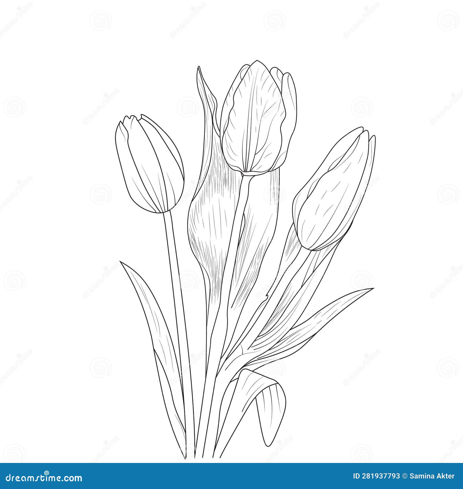 Realistic Tulip Flower Drawing, , Realistic Tulip Outline, Tulip ...