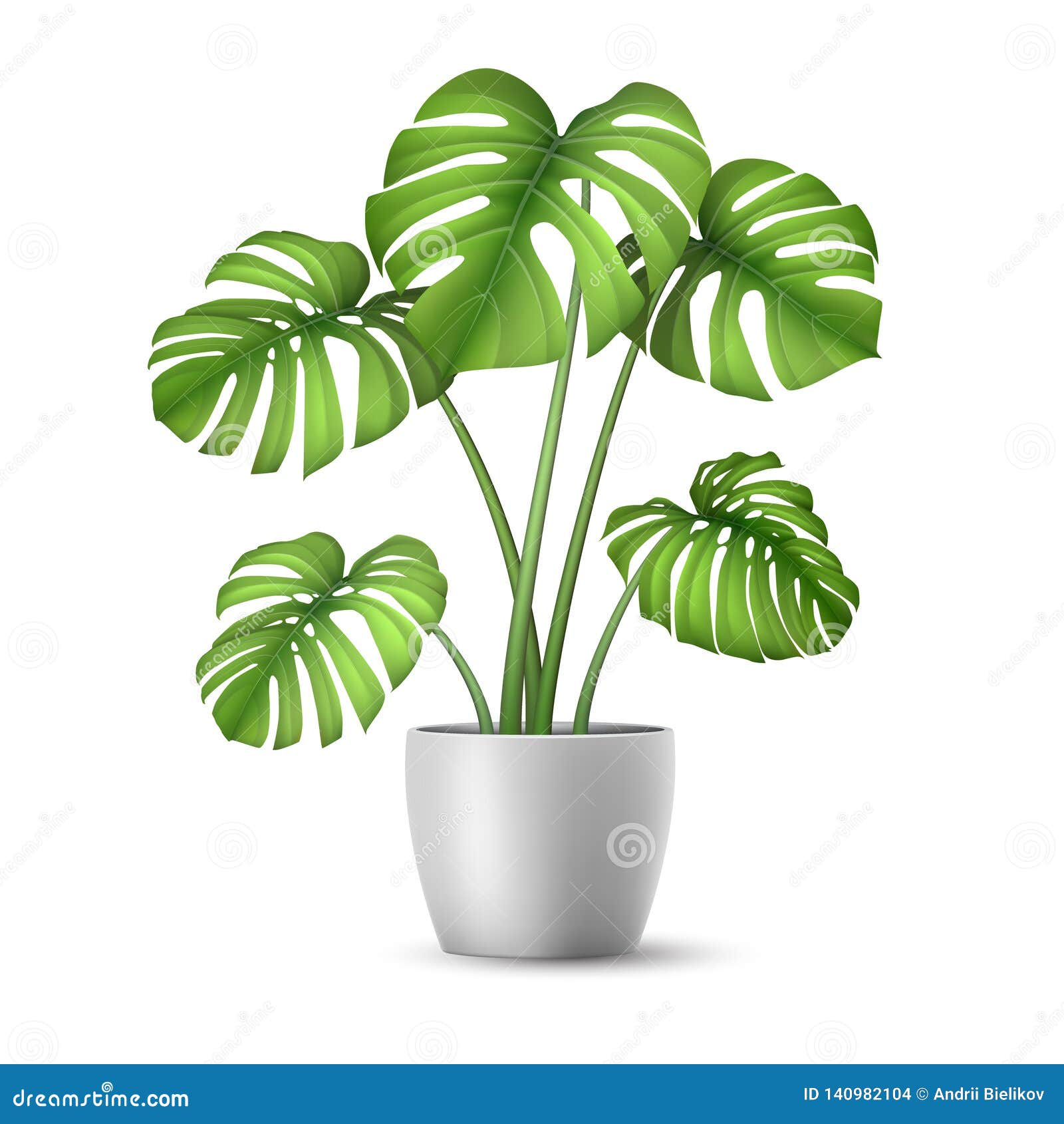 realistic  monstera in a flower pot.