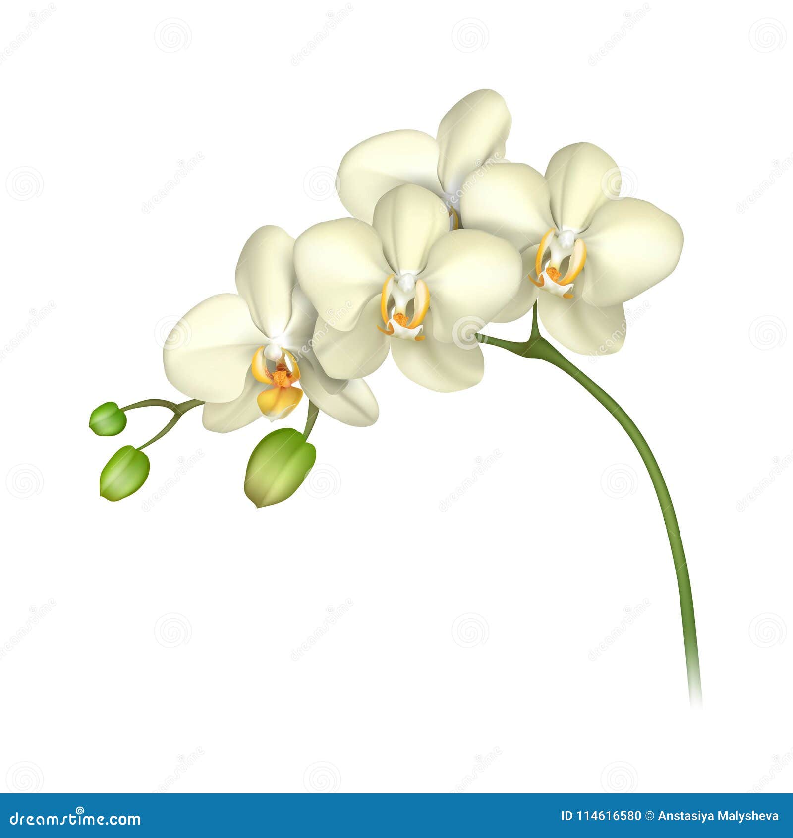 Weisser orchideenhintergrund