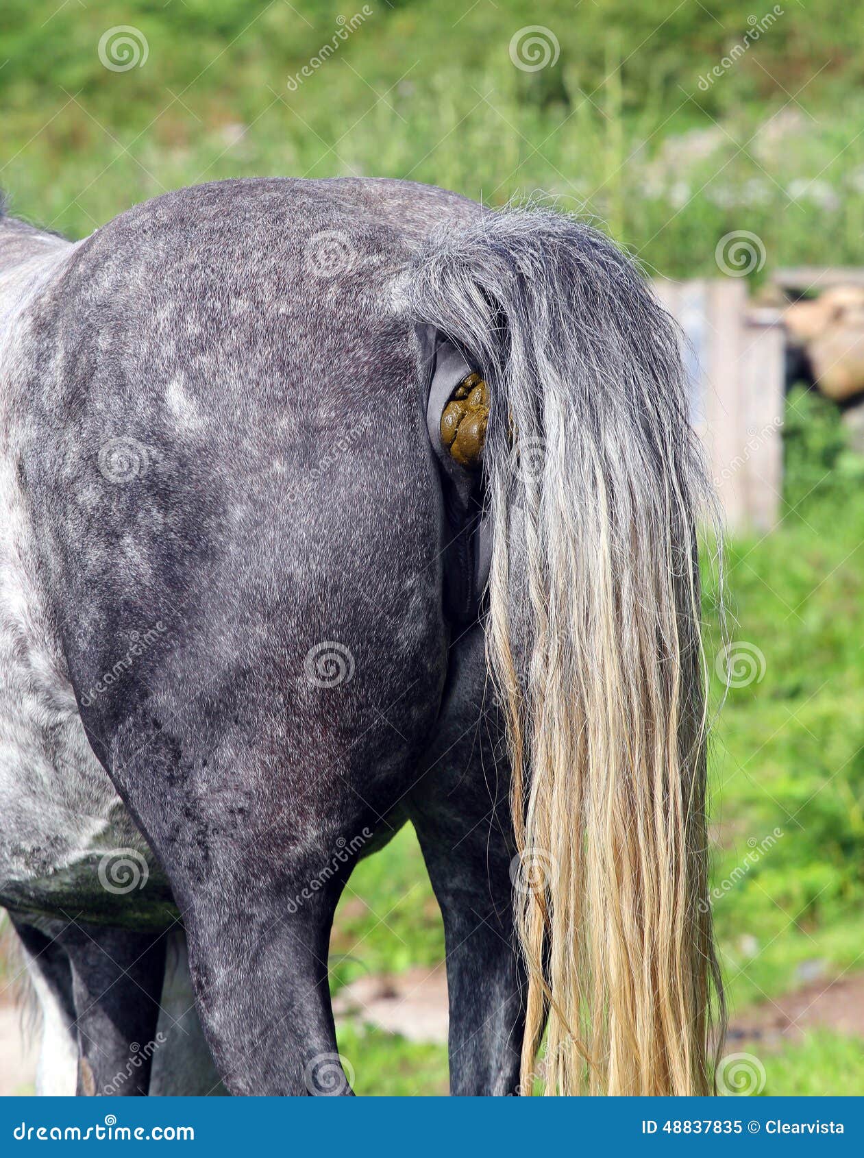 Sintético 103+ Foto Como Es El Pene De Un Caballo Alta Definición ...