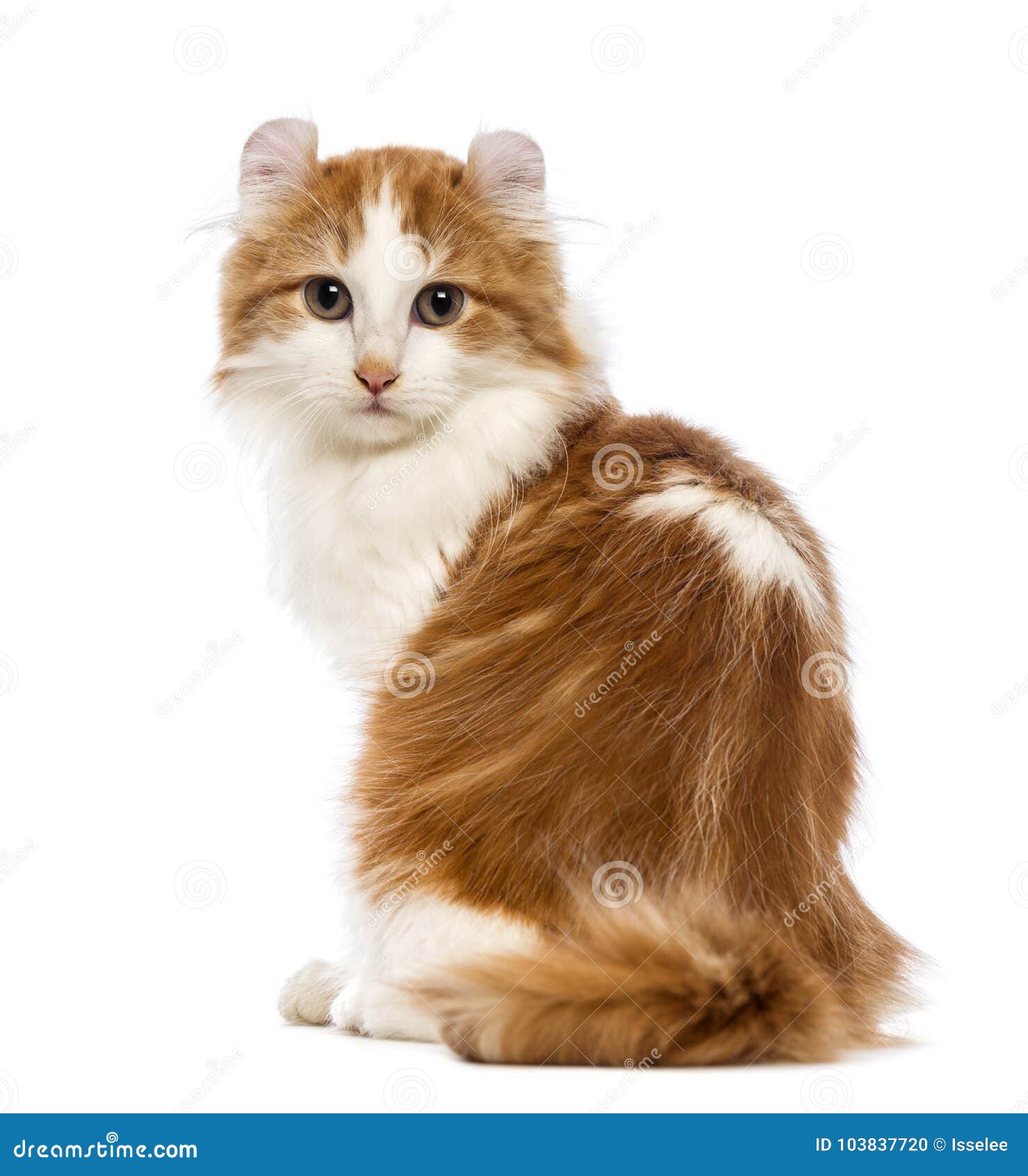 rear view of an american curl kitten, 3 months old, sitting and