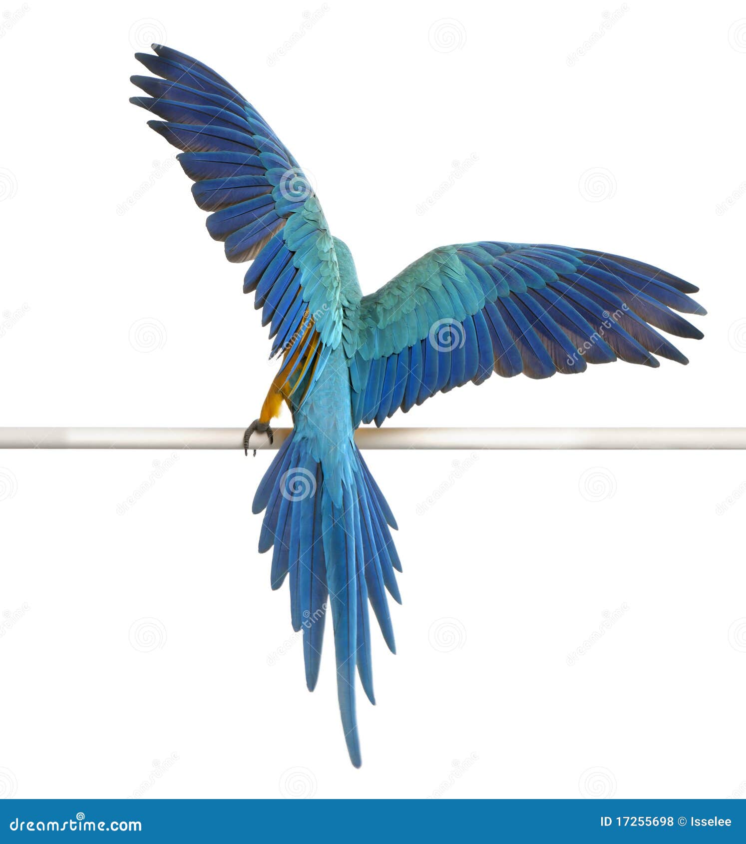 rear view of blue and yellow macaw, ara ararauna
