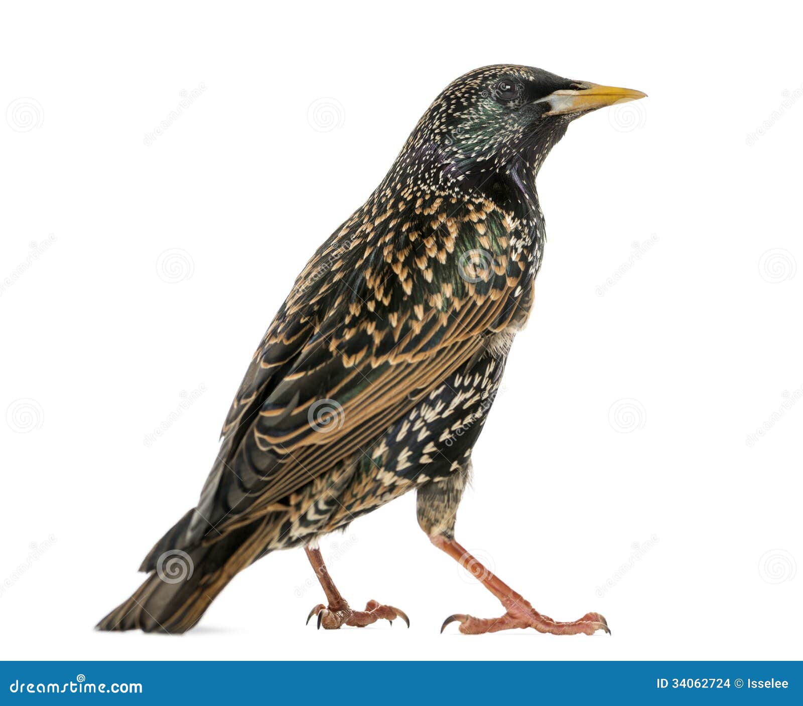rear view of a common starling, sturnus vulgaris, 
