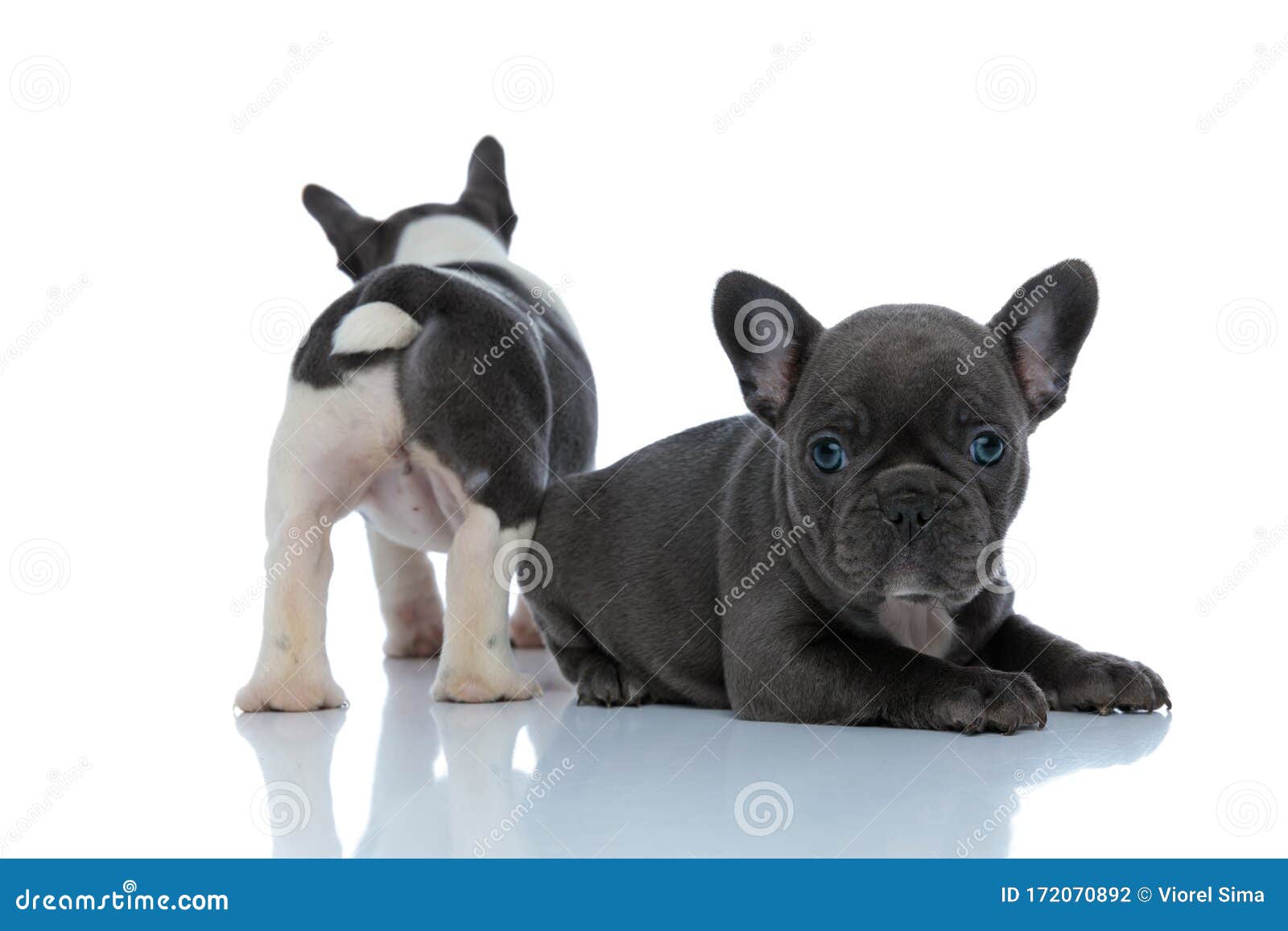 Rear View of a French Bulldog Standing Behind His Sibling Stock Photo ...