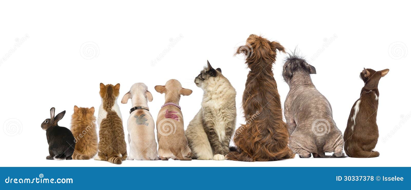 rear view of a group of pets, dogs, cats, rabbit, sitting