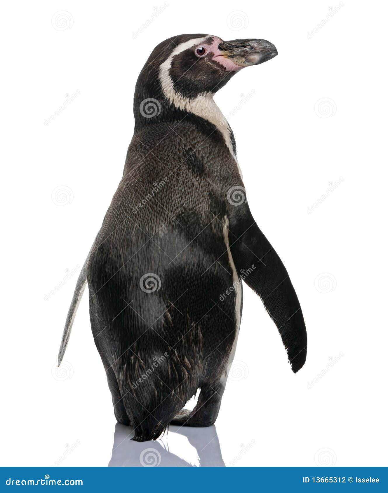 rear view of humboldt penguin, standing