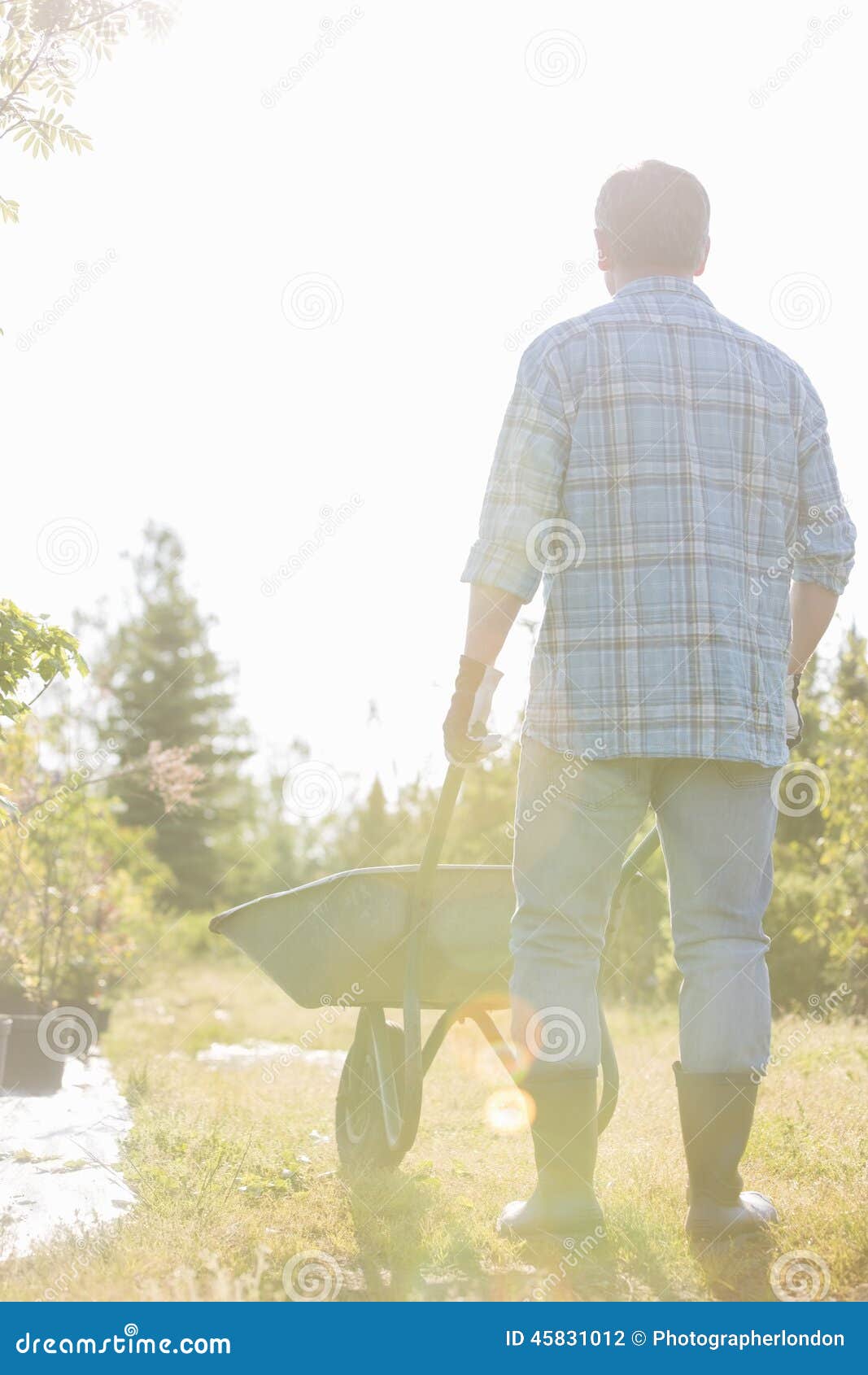 Rear View of Man Pushing Wheelbarrow at Garden Stock Photo Image of
