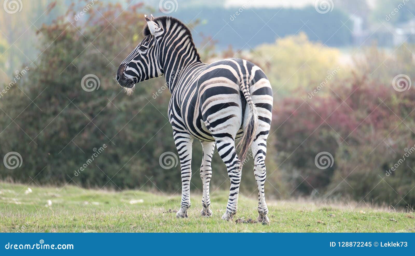 rear view of zebra photographed at port lympne safari park, ashford, kent uk