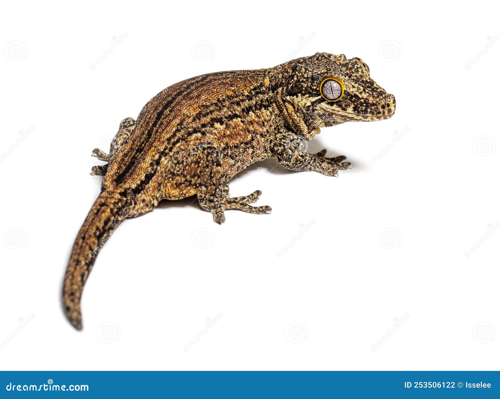 rear view new caledonia bumpy gecko