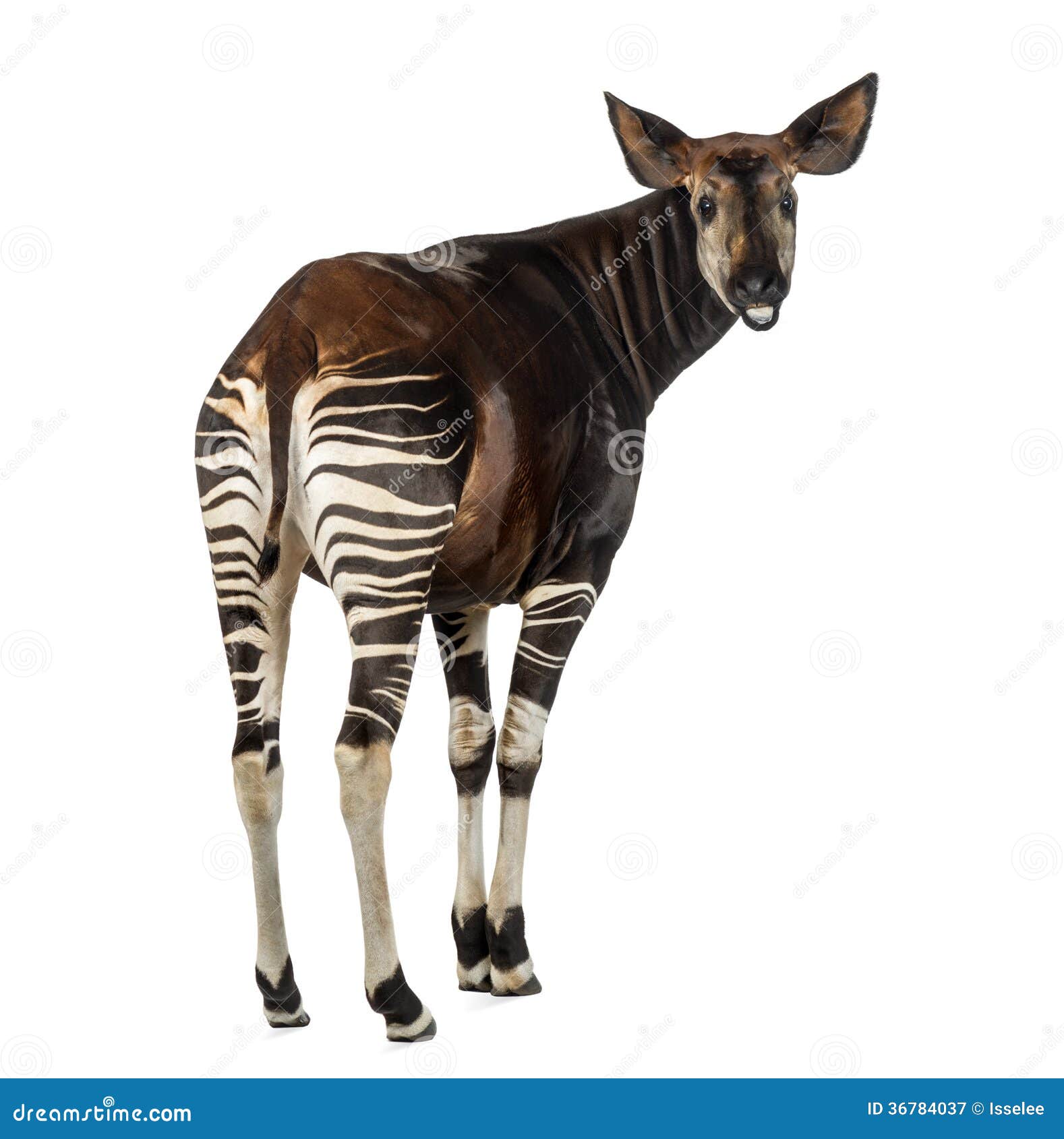 rear view of an okapi, looking back and mooing, okapia johnstoni