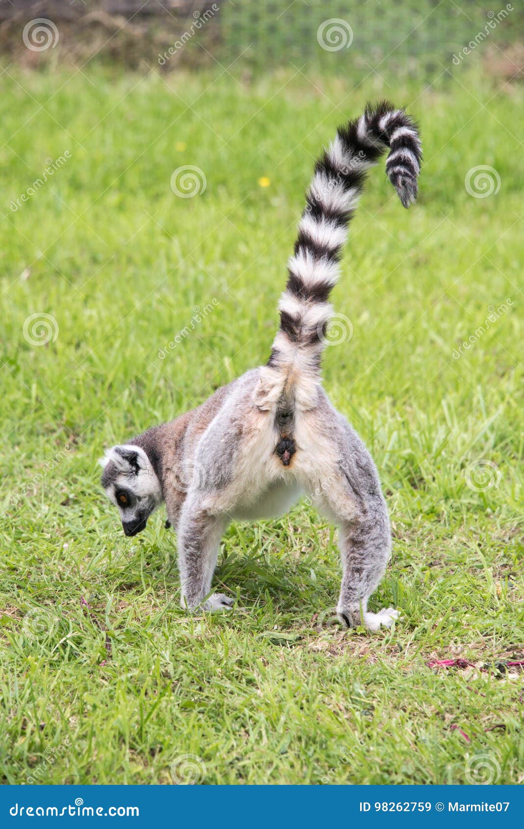 rear view of a ringtailed lemur