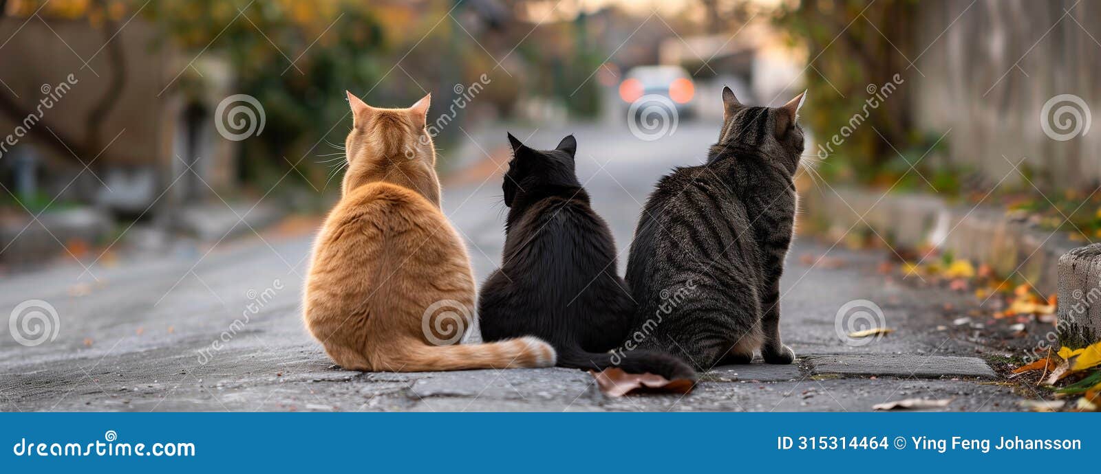 rear view of three cats of different hues form a tranquil line on suburban road.