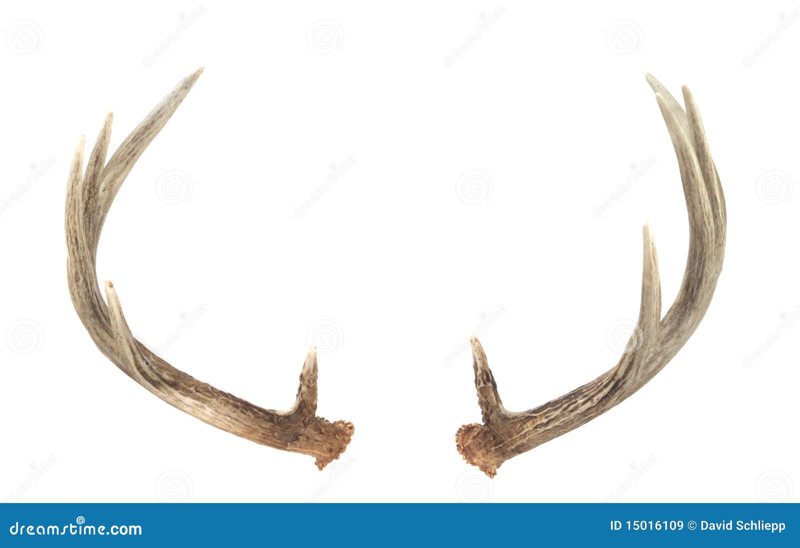 rear view of whitetail deer antlers