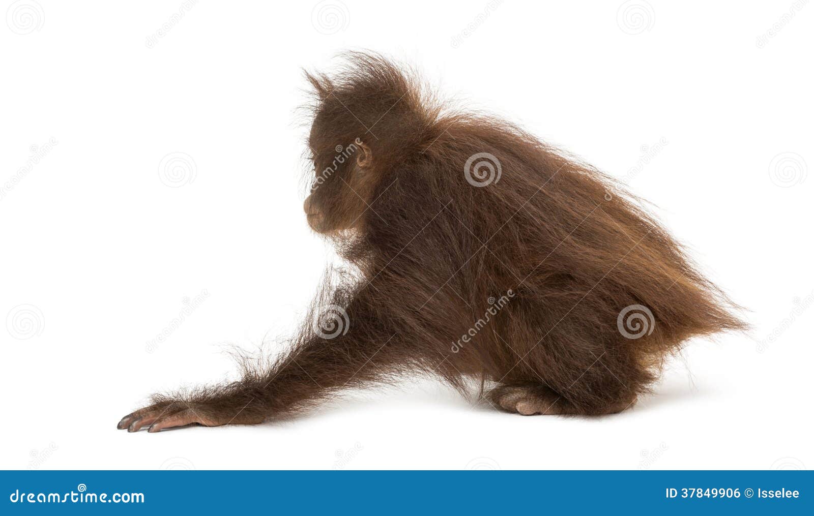 rear view of a young bornean orangutan crouching, pongo pygmaeus, 18 months old,  on white