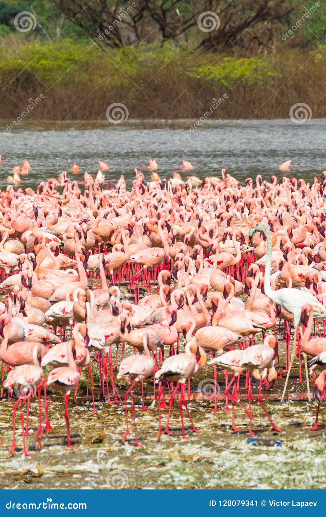 Rebanho de flamingos cor-de-rosa no lago Baringo Kenya, East Africa