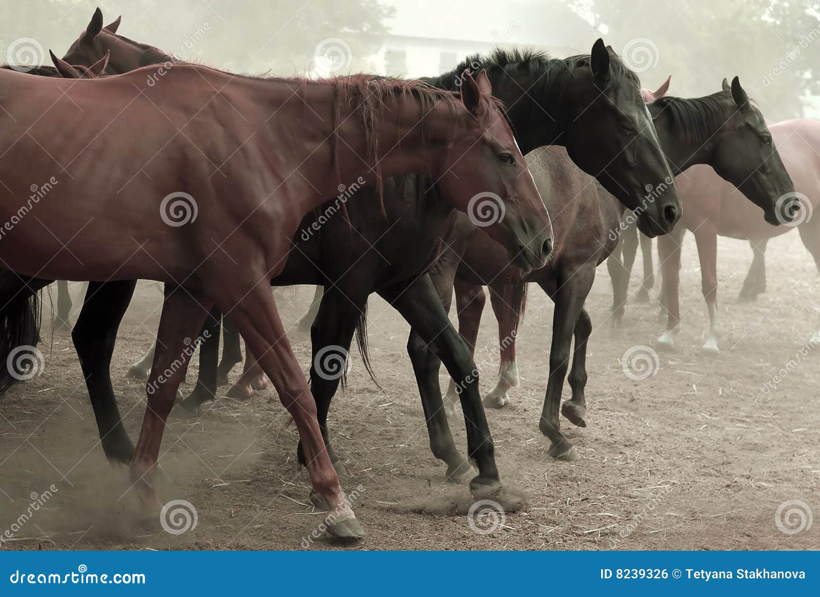 Problema do Cavalo