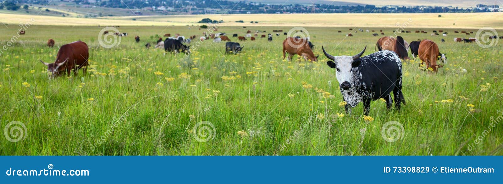 Rebanho do gado que pasta Vacas misturadas que pastam durante o verão em um campo perto do pagamento humano