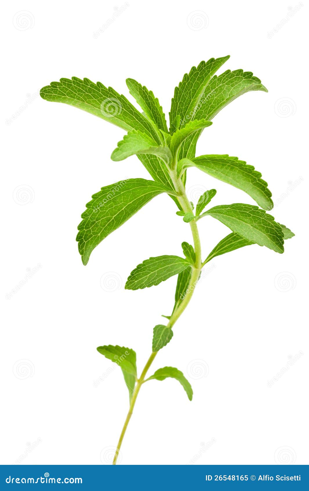 Rebaudiana del Stevia imagen de archivo. Imagen de pierda 26548165