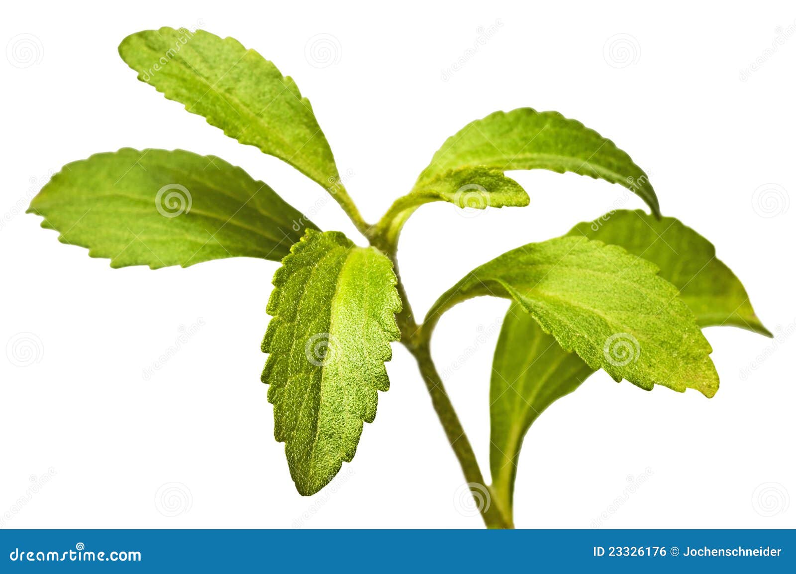 Rebaudiana do Stevia foto de stock. Imagem de macio, dieta 23326176
