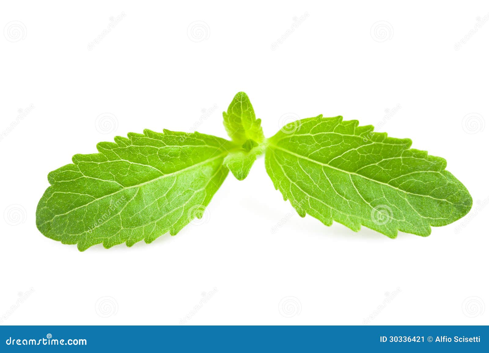 Rebaudiana do Stevia imagem de stock. Imagem de caloria 30336421
