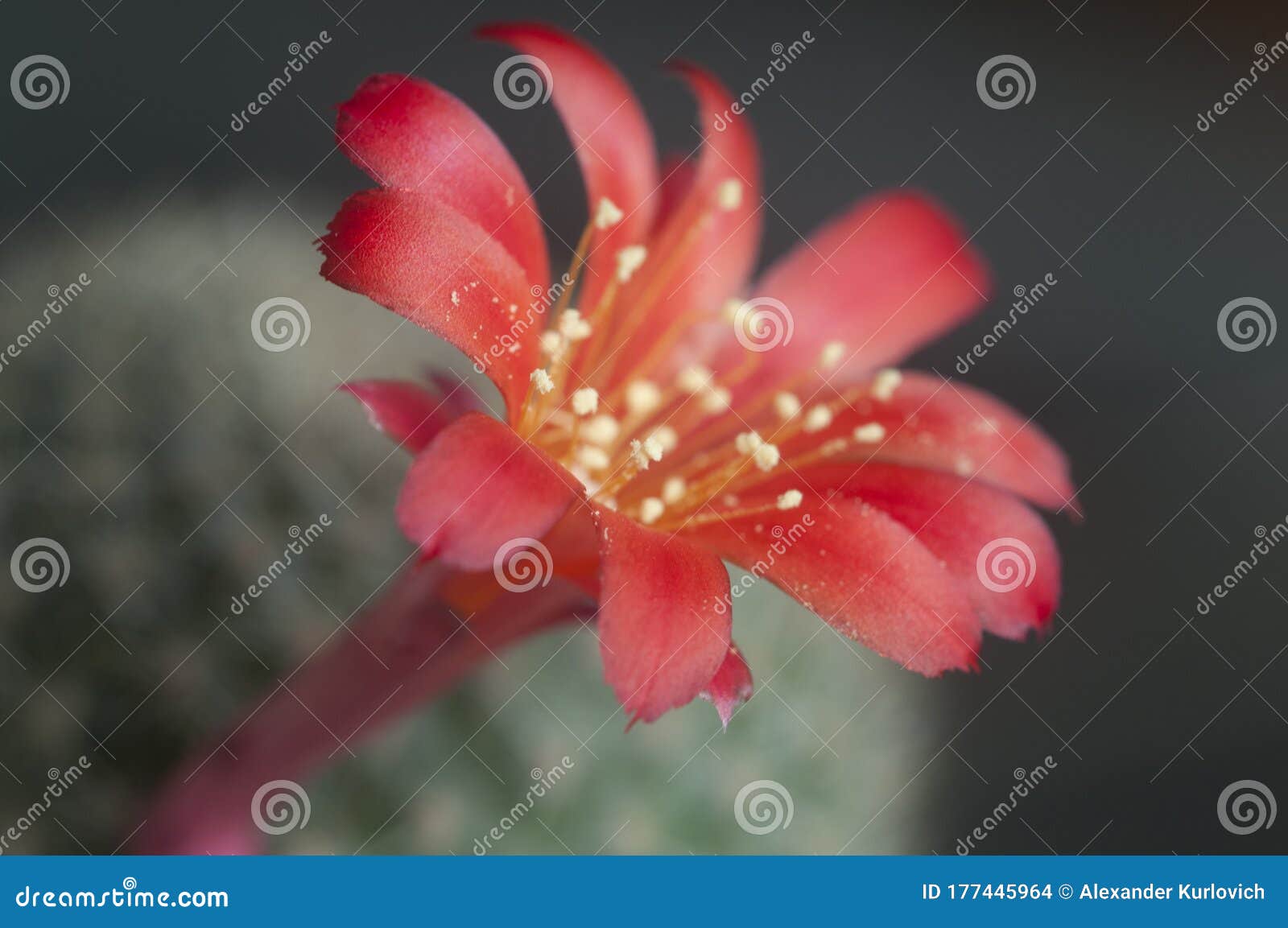 rebutia minuscula cactus flower