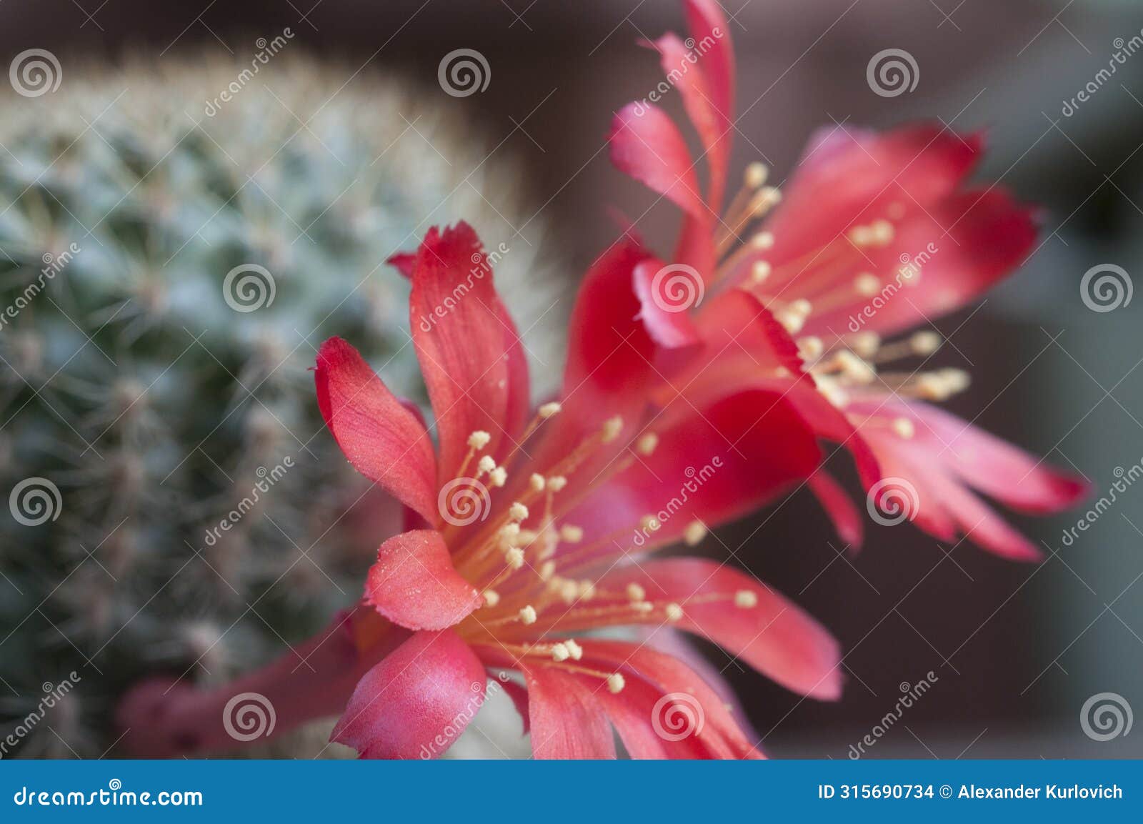 rebutia minuscula cactus flower close up