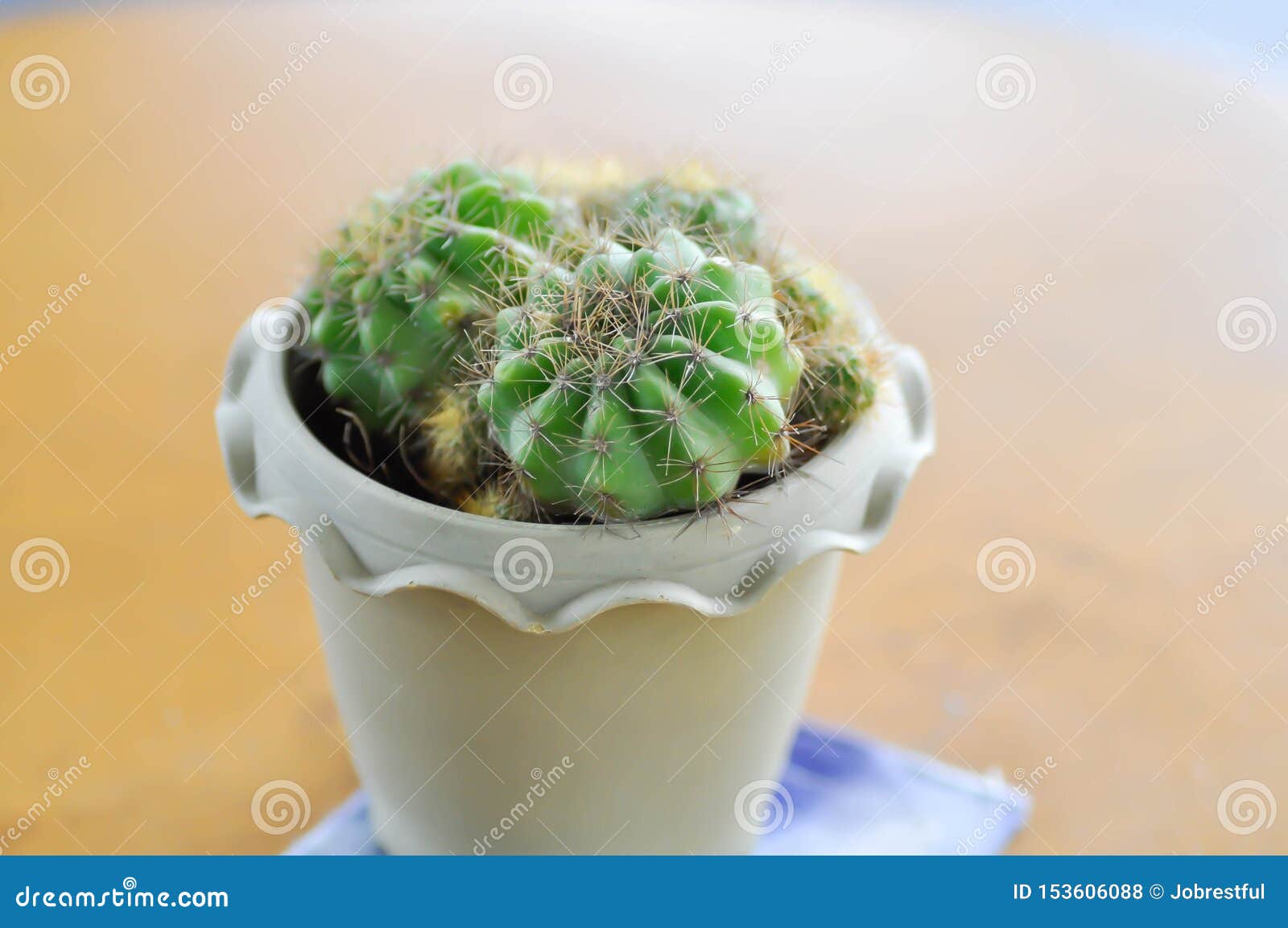 rebutia minuscula, cactus