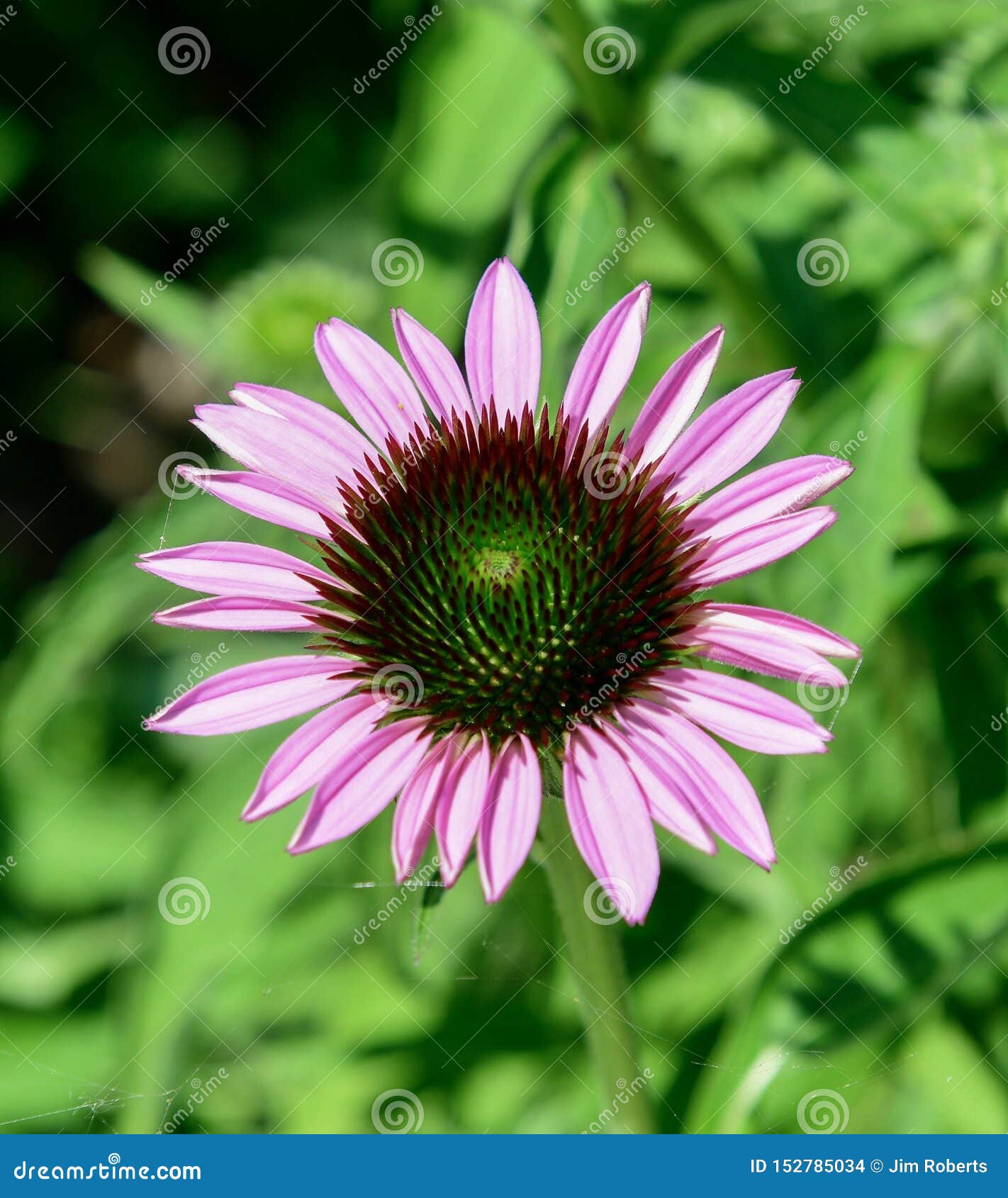 Recently Cone Flower Bloom stock photo. Image of summer 152785034