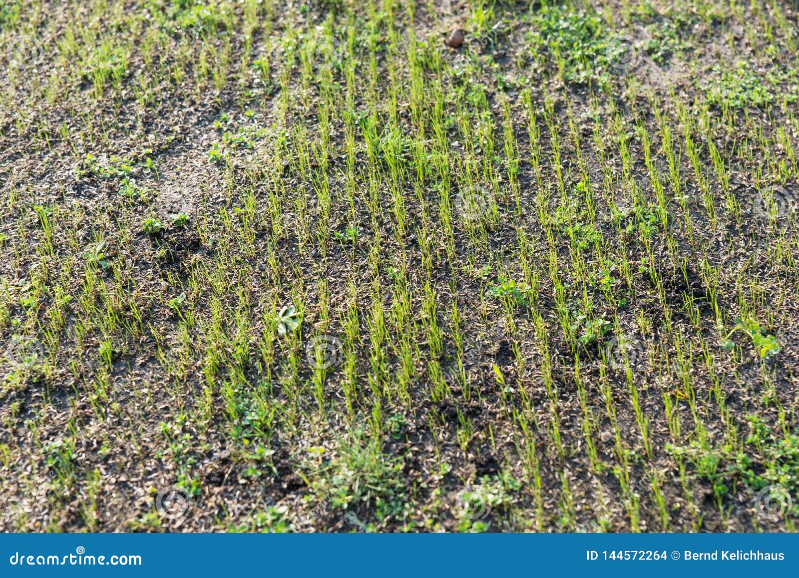 Recently Sown Young Fresh Blades of Grass in Long Rows Stock Photo