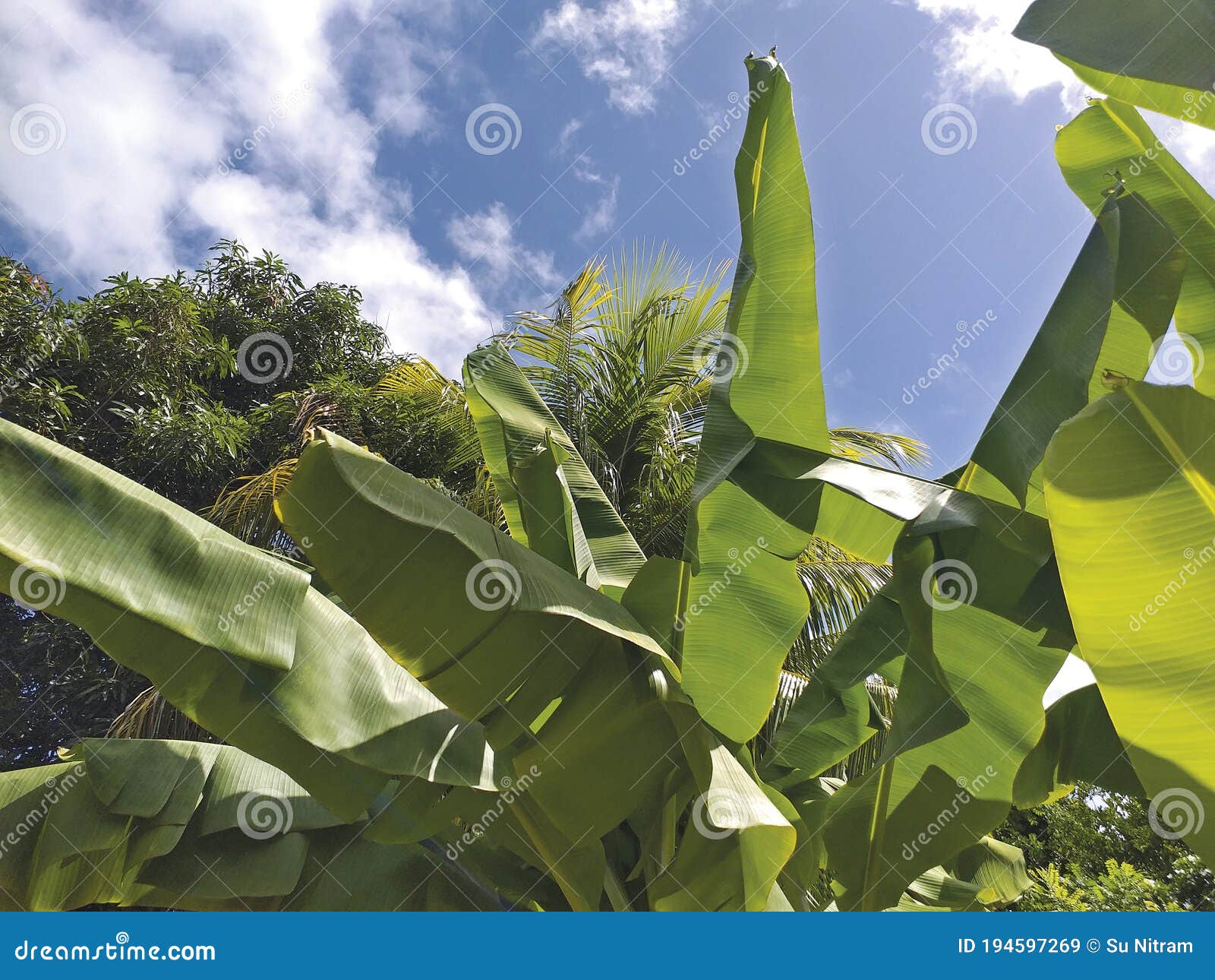 Recheio De Folhas De Bananeira Em Jardim Tropical Sob Azul De Caraíba.  Folga De Banana Com Luz Traseira Ao Ar Livre. Foco Seletivo Imagem de Stock  - Imagem de bonito, palma: 194597269