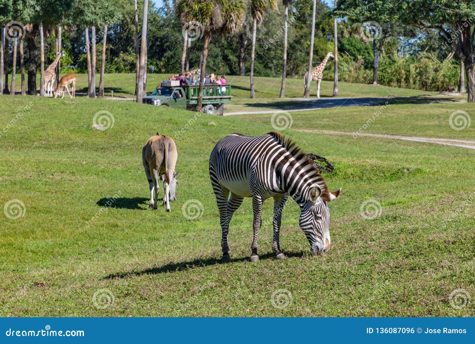 Recinzione di safari con le zebre e le giraffe. Paesaggio tranquillo di un campo con i vari animali che fa parte di un safari