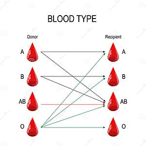 Recipient And Donor Types Of Blood Stock Vector Illustration Of Blood Donated 124853705