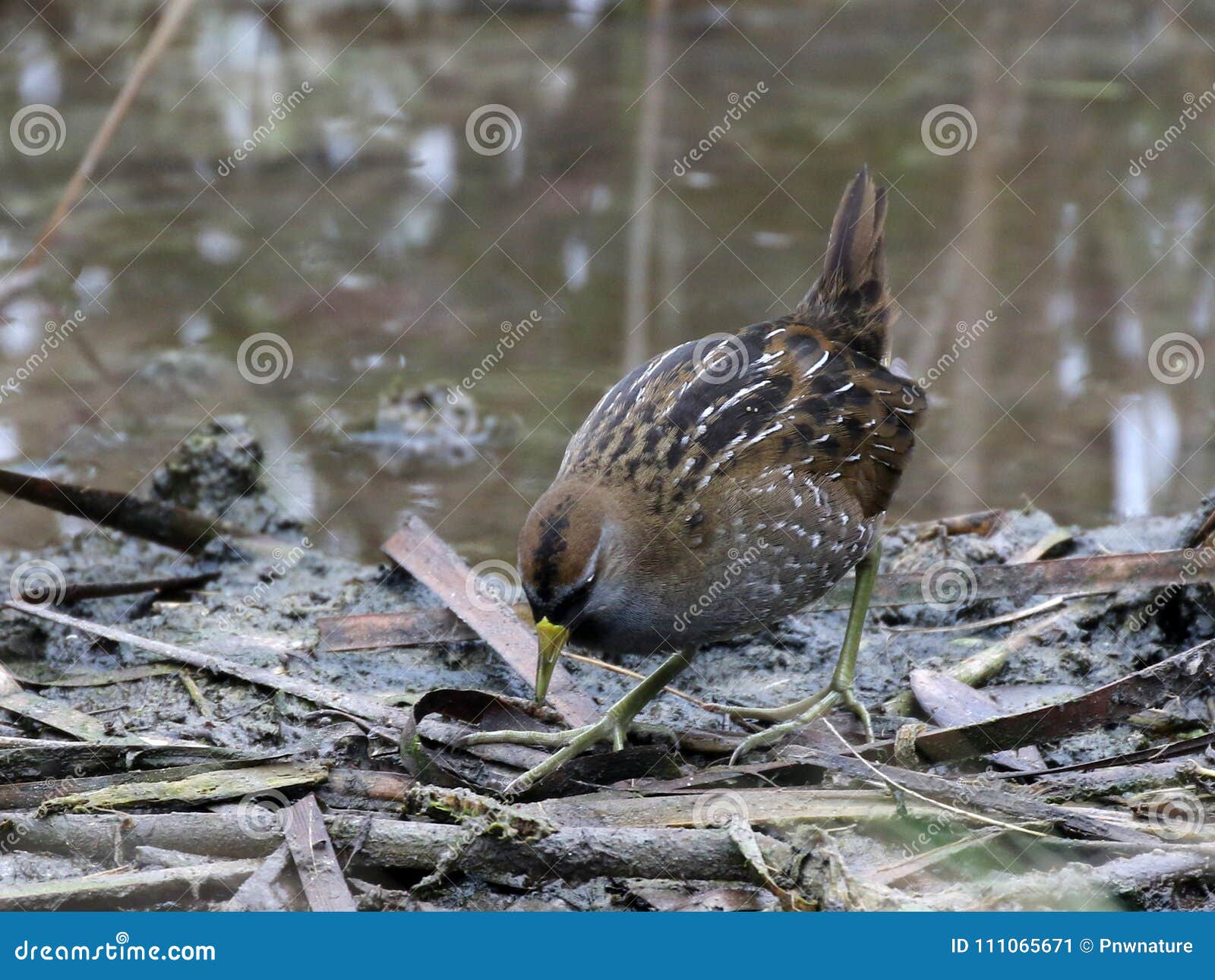 sora foraging in a marsh