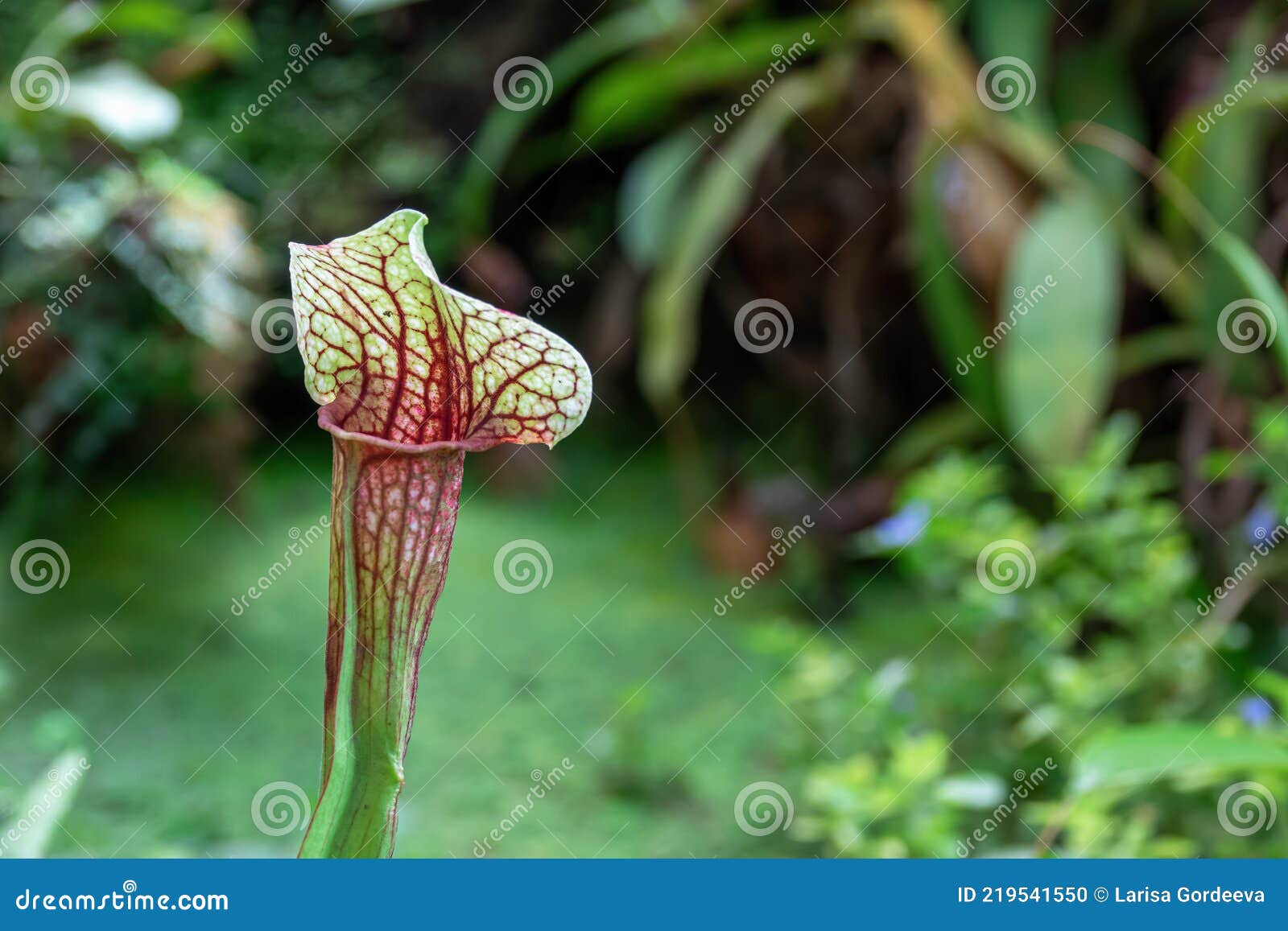 Reconstituição De Uma Flor De Sarracenia Latina Sarracenia Uma Planta  Carnívora Insetivora Contra Fundo De Plantas Verdes. Foto de Stock - Imagem  de planta, insetivoroso: 219541550