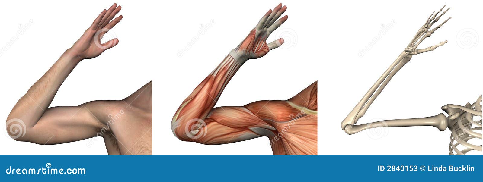 Recouvrements Anatomiques Bras Droit Illustration Stock