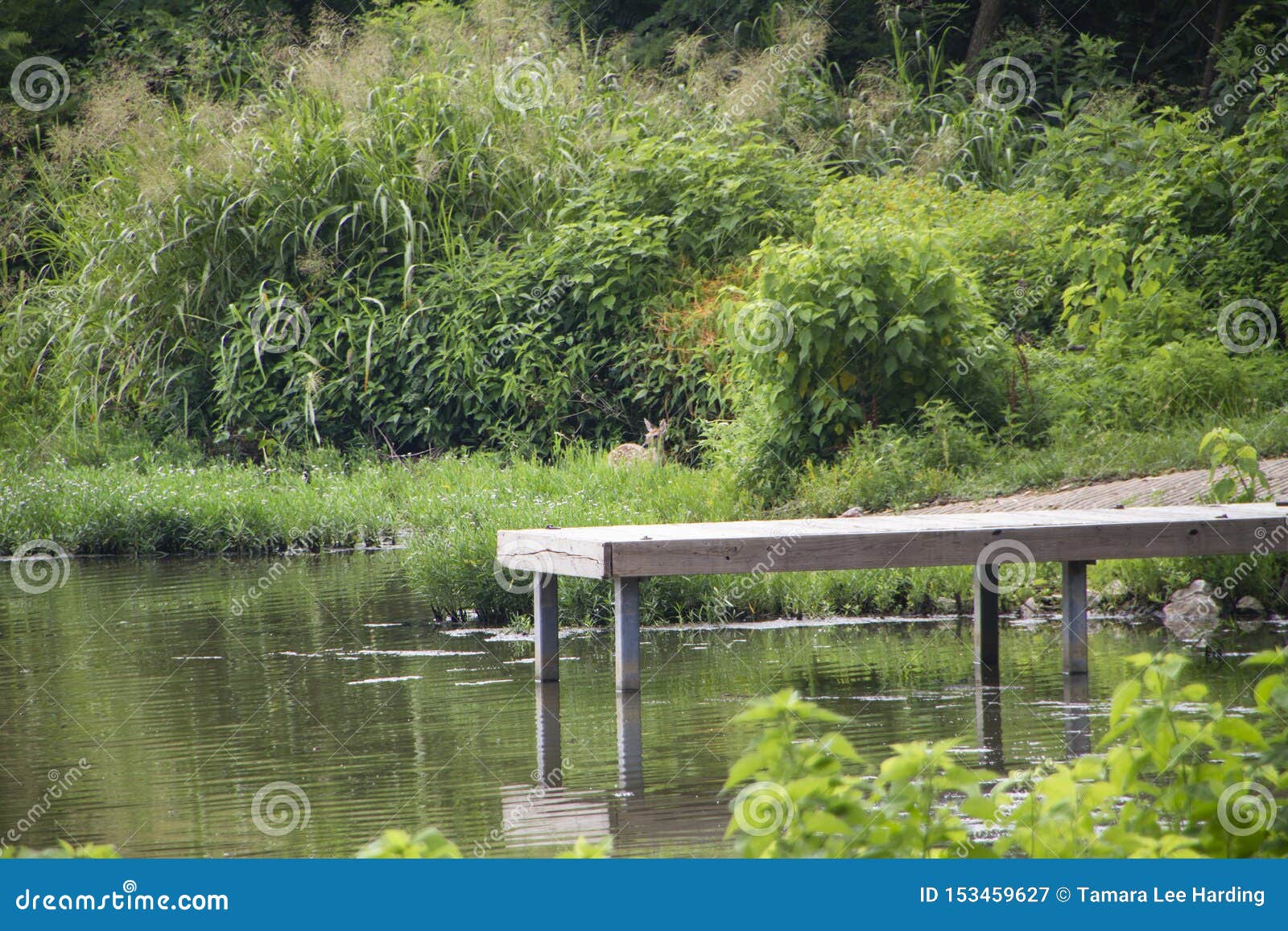 Dock On A Lake With Boat Ramp And Fawn Stock Image - Image 