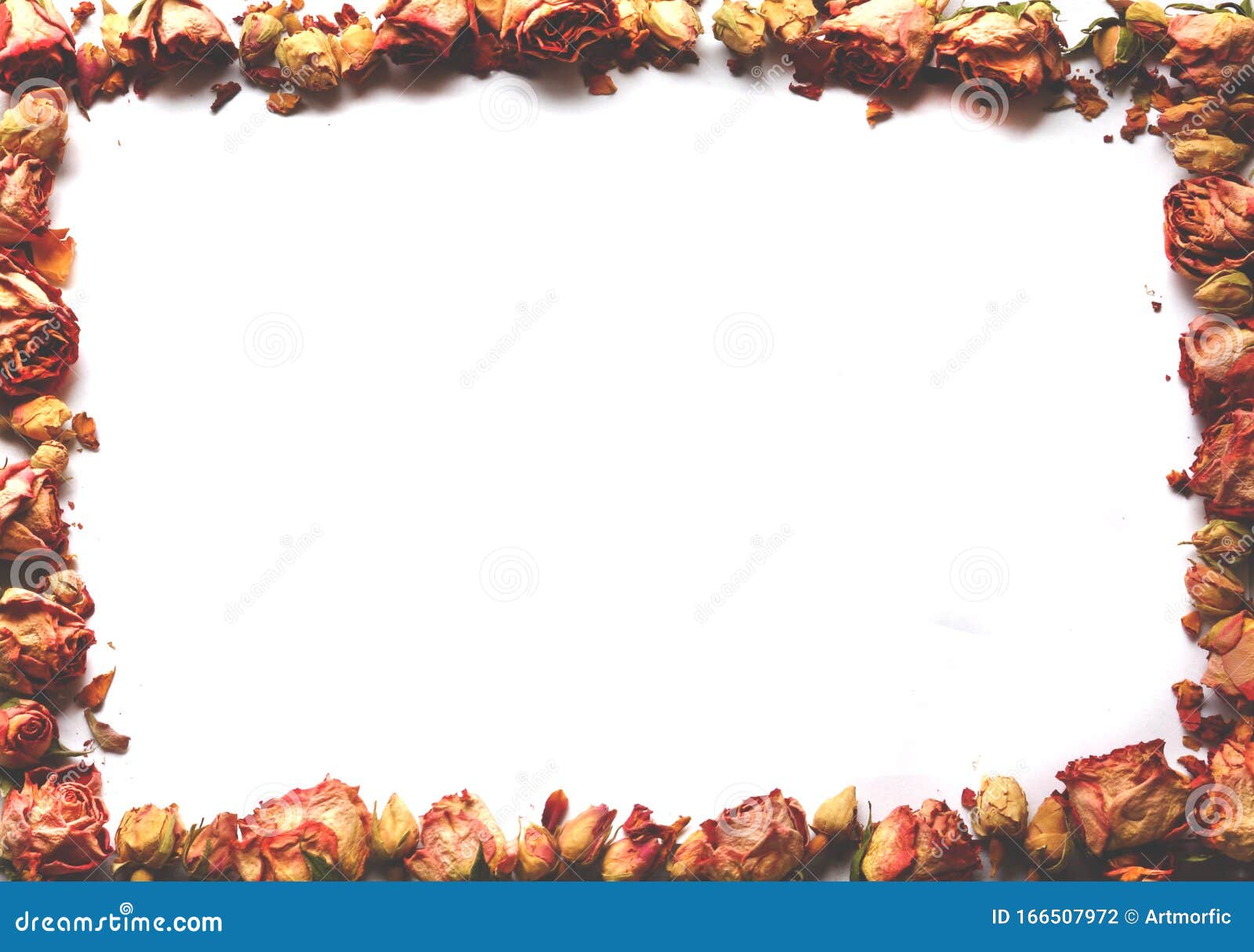 Rectangular Dried Roses Frame Isolated On White Background Stock Photo