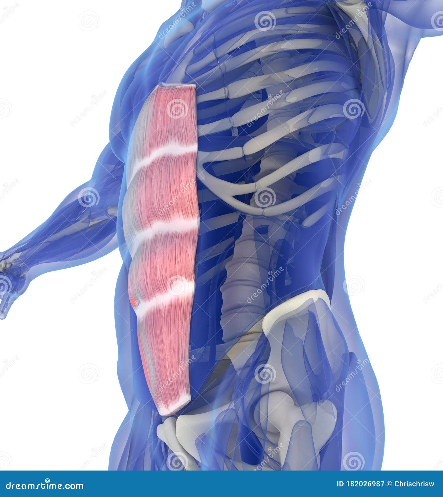 rectus abdominus, stomach muscles, human anatomy.