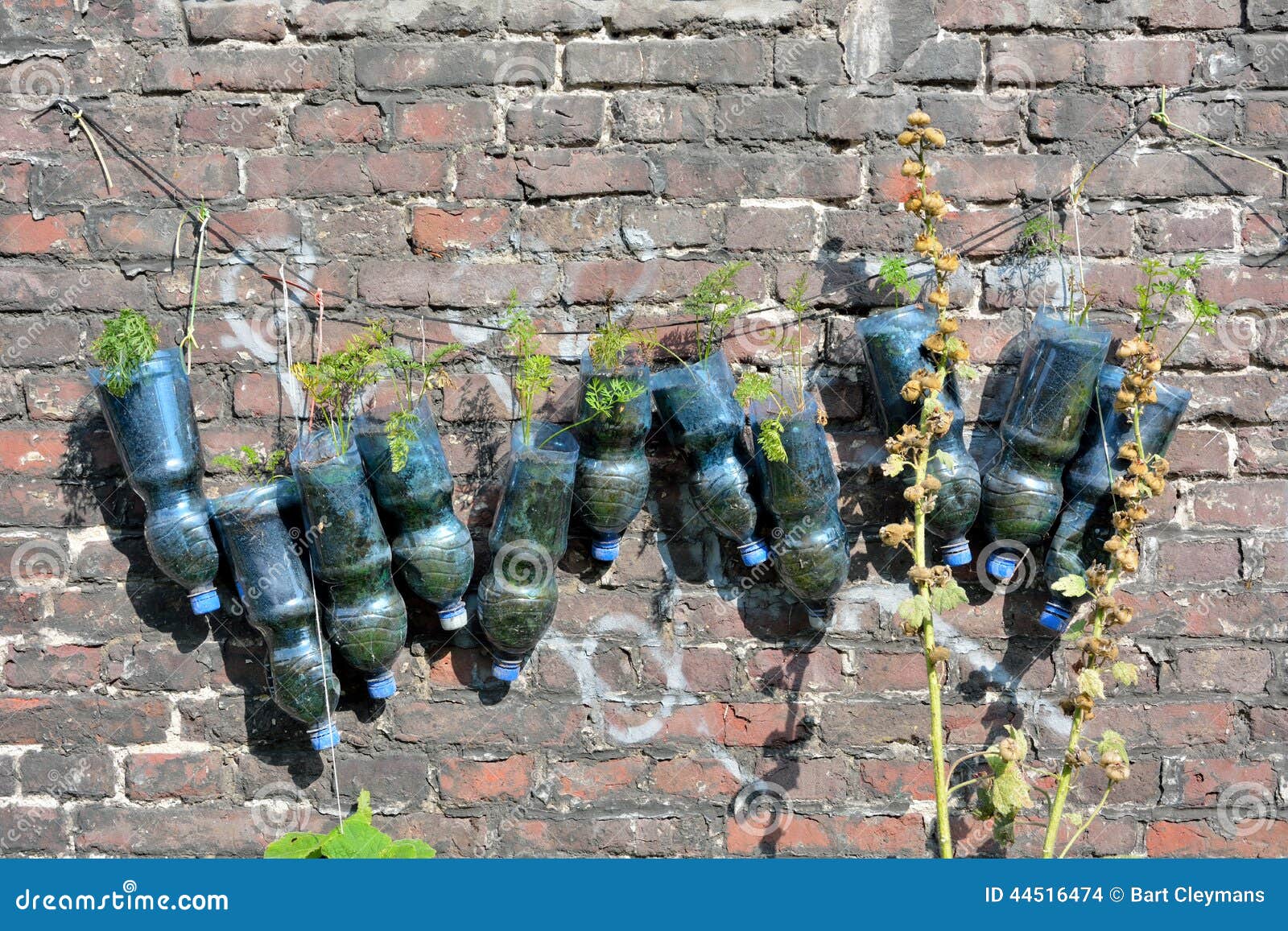 Recycled Plastic Bottles Used As a Planter Stock Photo Image of