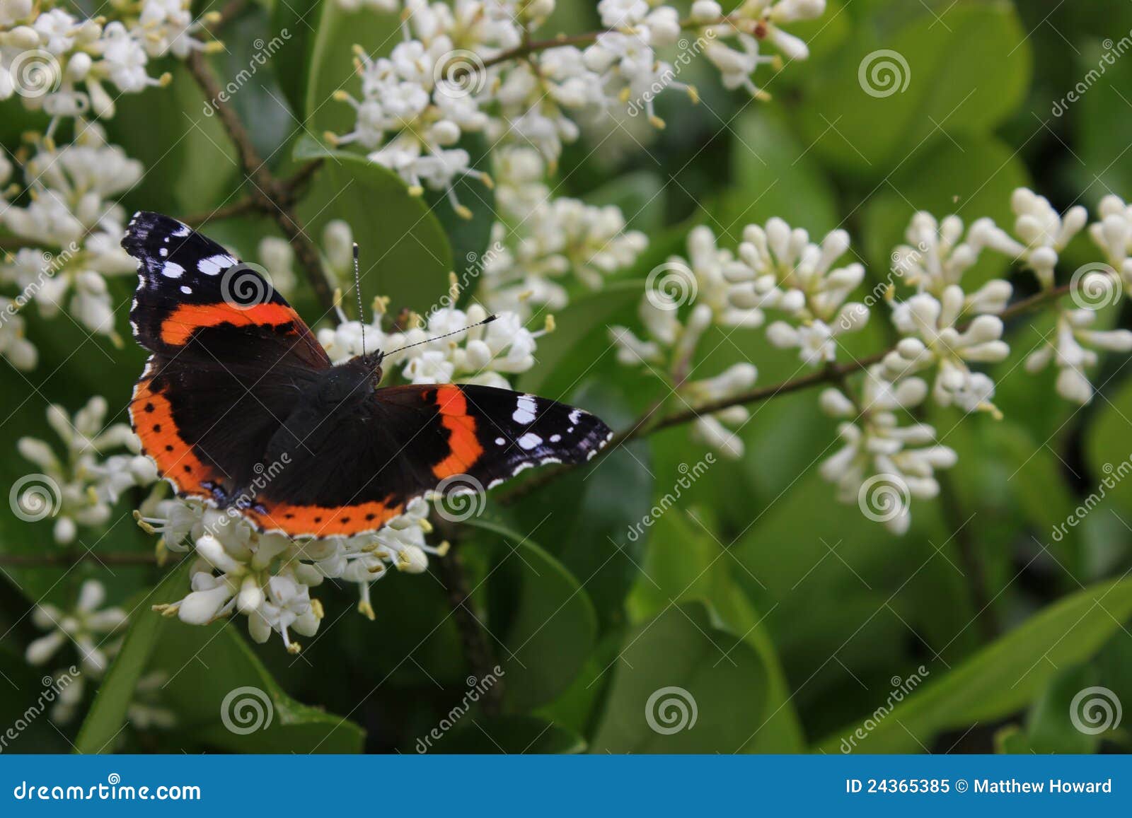 red admiral butterfly on a privet bush