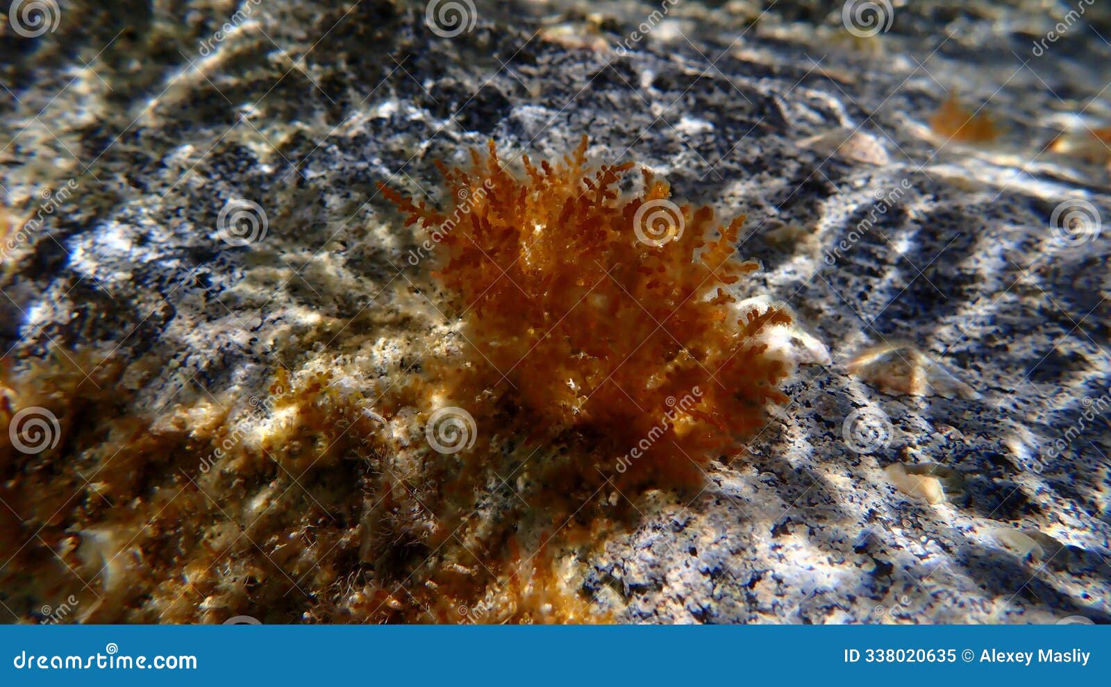 red algae laurencia obtusa undersea, aegean sea, greece, santorini island